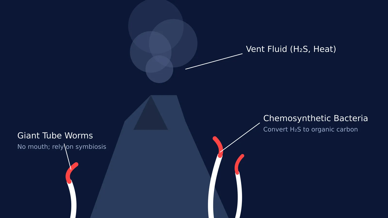 Diagram of a hydrothermal vent ecosystem, showing giant tube worms and chemosynthesis