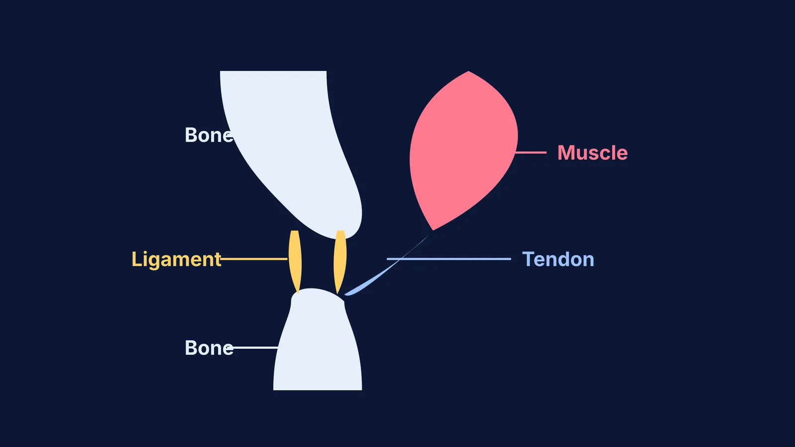 Diagram of a joint with ligaments and a tendon
