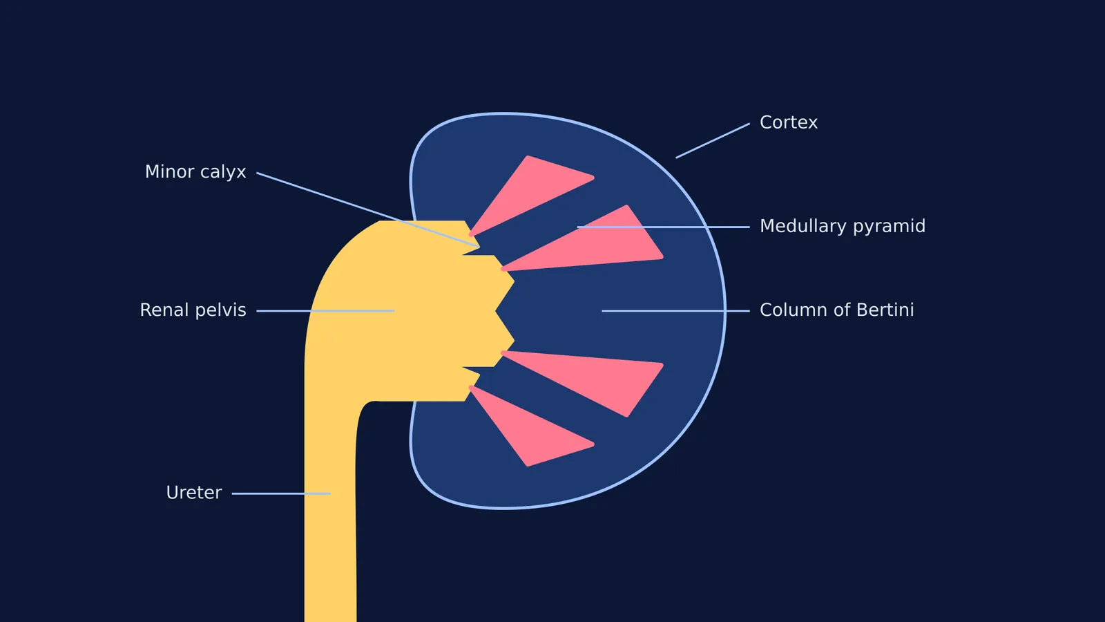 Diagram of a kidney's longitudinal section showing cortex, pyramids, and pelvis