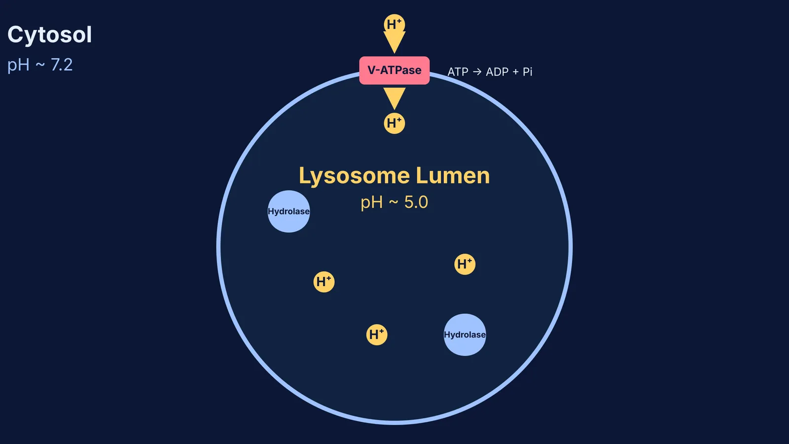 Diagram of a lysosome using V-ATPase to pump protons inward.