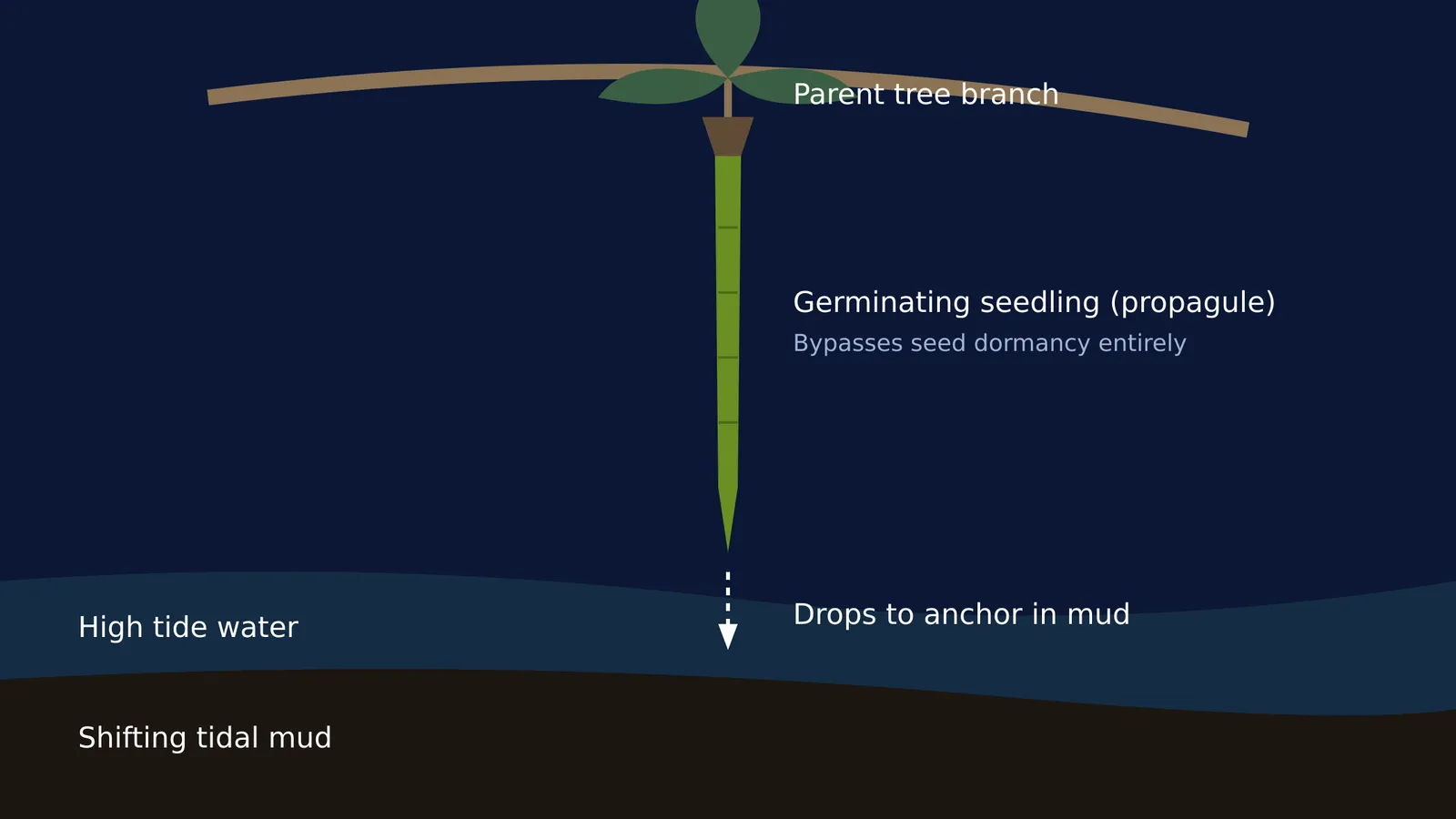 Diagram of a mangrove propagule germinating on the parent tree, showing continuous growth without dormancy.