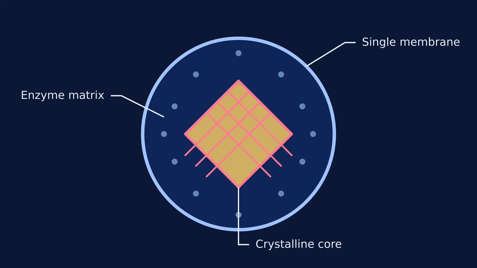 Diagram of a microbody showing its single membrane, enzyme matrix, and crystalline core.