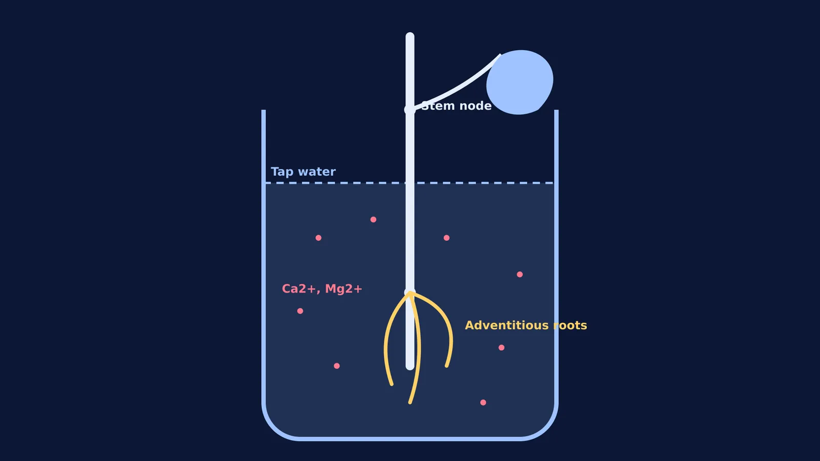 Diagram of a money plant stem growing adventitious roots in water.