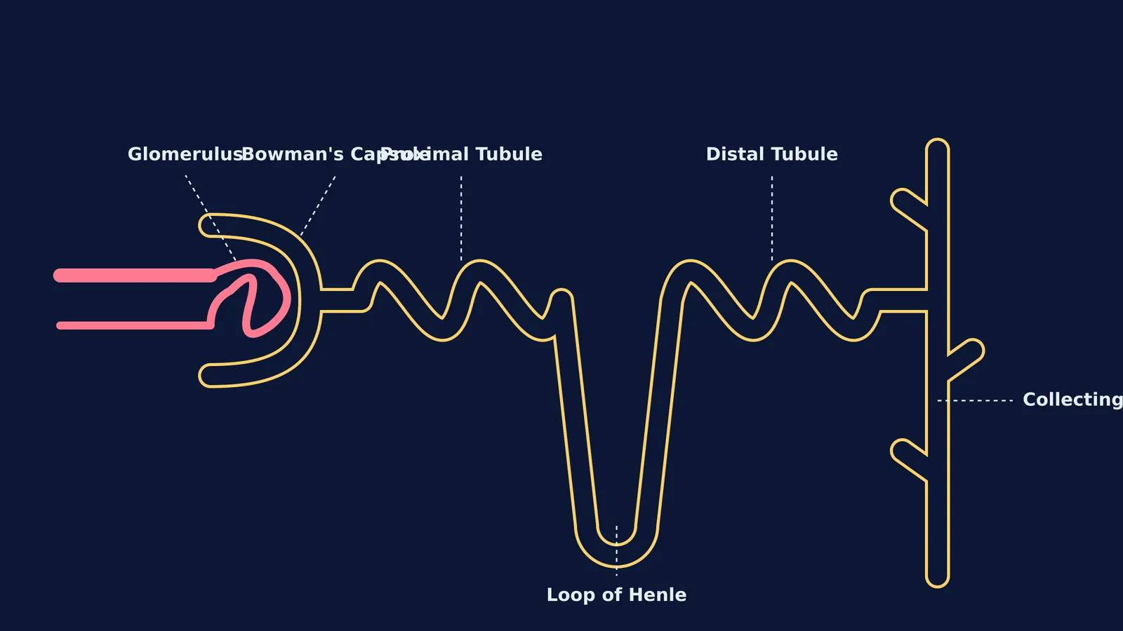 Diagram of a nephron showing Bowman's capsule, glomerulus, and tubules