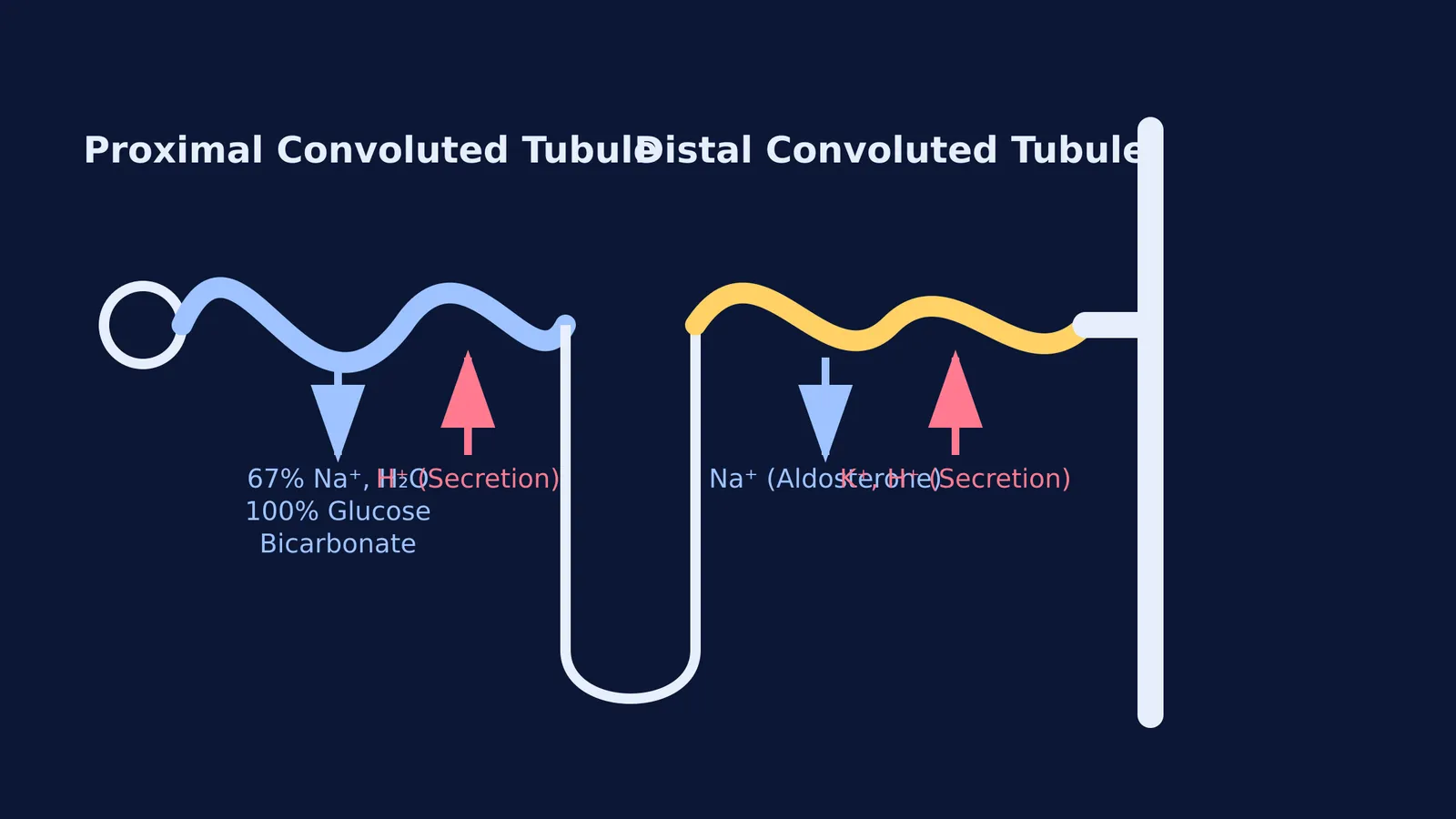 Diagram of a nephron showing PCT and DCT functions