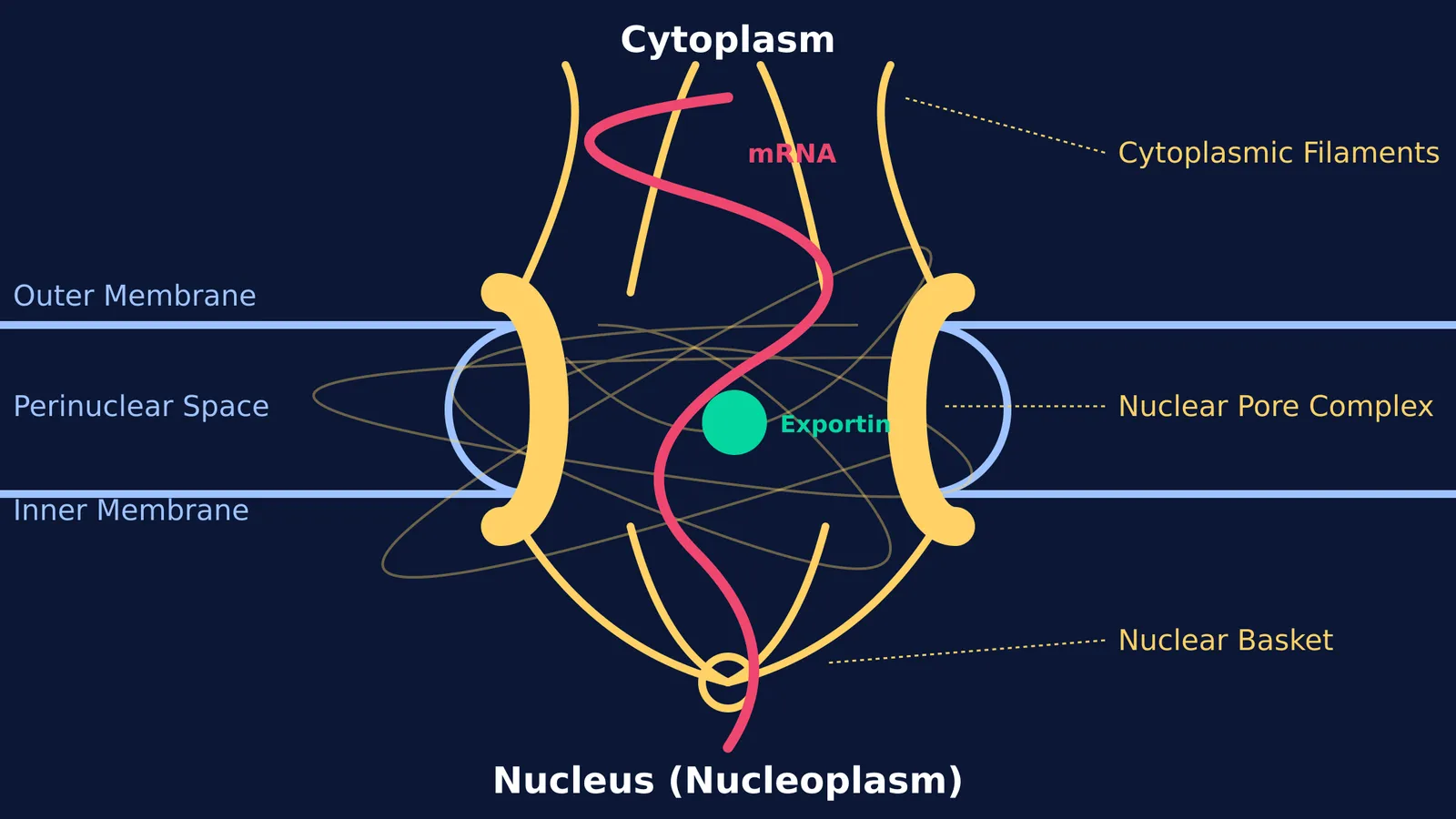 Diagram of a nuclear pore complex spanning the inner and outer nuclear membranes