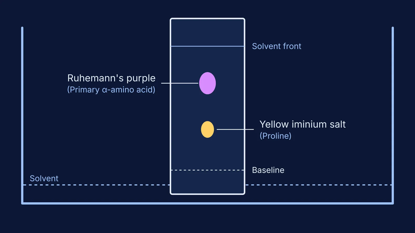 Diagram of a paper chromatogram showing a purple and a yellow spot