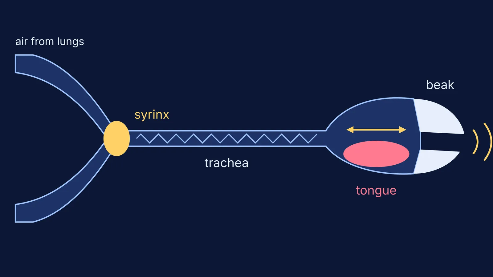 Diagram of a parrot's syrinx, windpipe, movable tongue and beak shaping sound