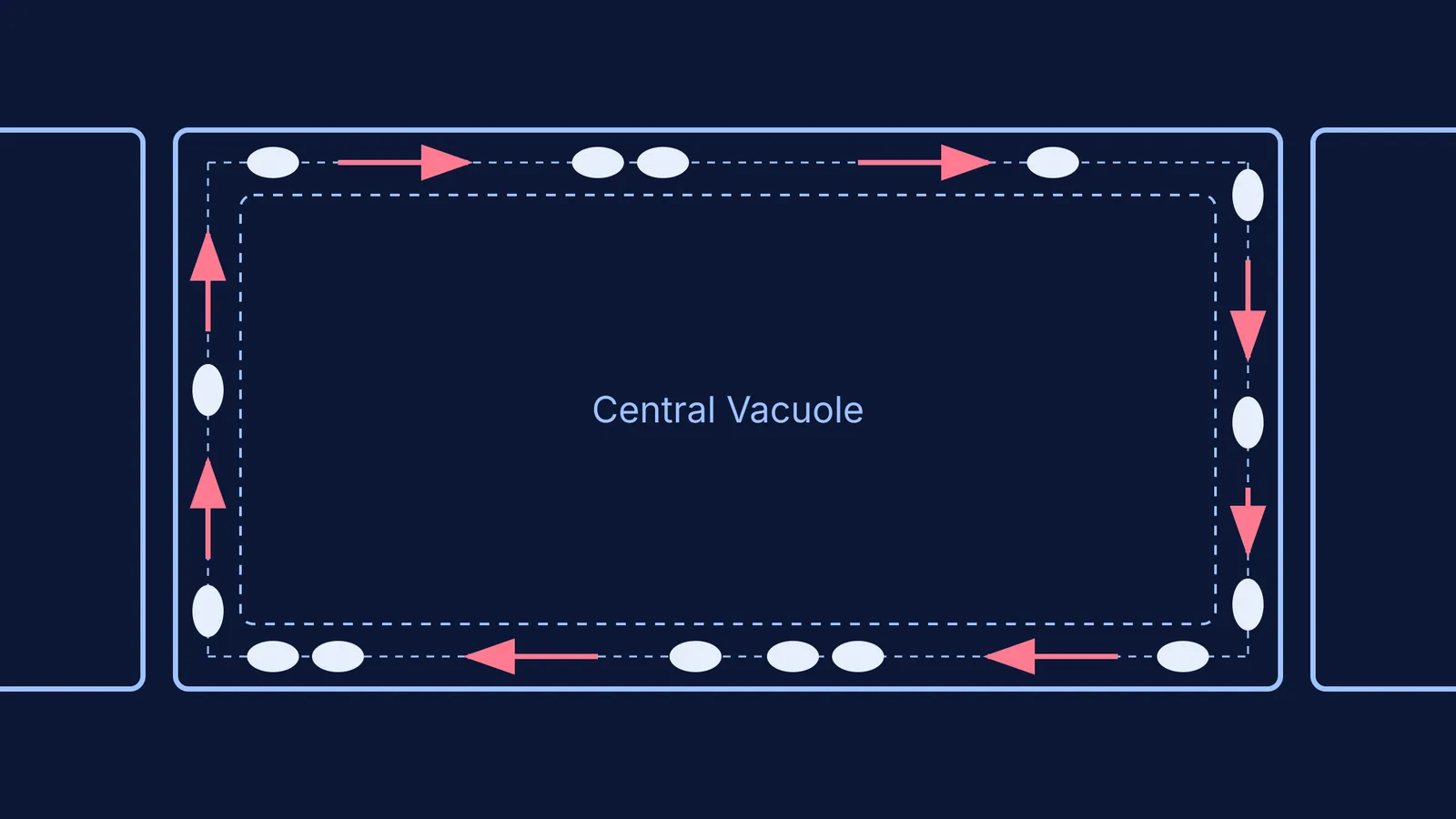 Diagram of a plant cell showing chloroplasts moving along actin filaments.