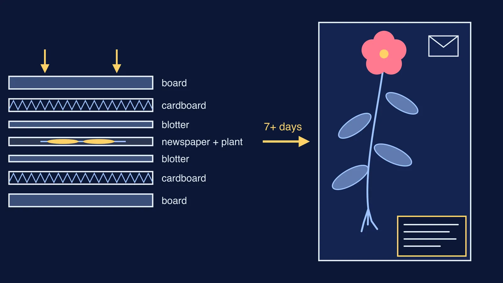 Diagram of a plant press stack beside a mounted herbarium sheet with label