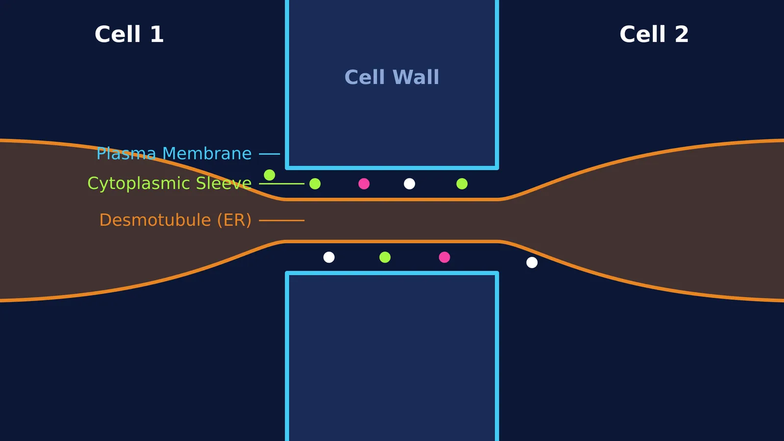 Diagram of a plasmodesma between two plant cells showing the desmotubule and cytoplasmic sleeve.