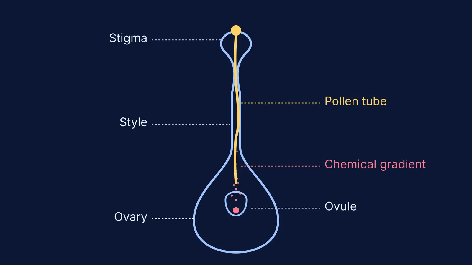 Diagram of a pollen tube growing down a style towards an ovule