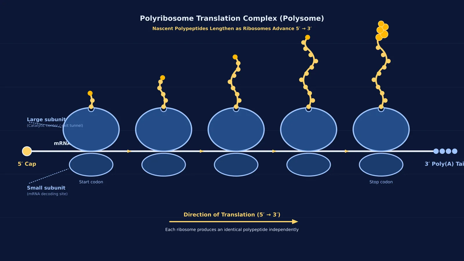 Diagram of a polyribosome translating an mRNA strand with growing polypeptide chains