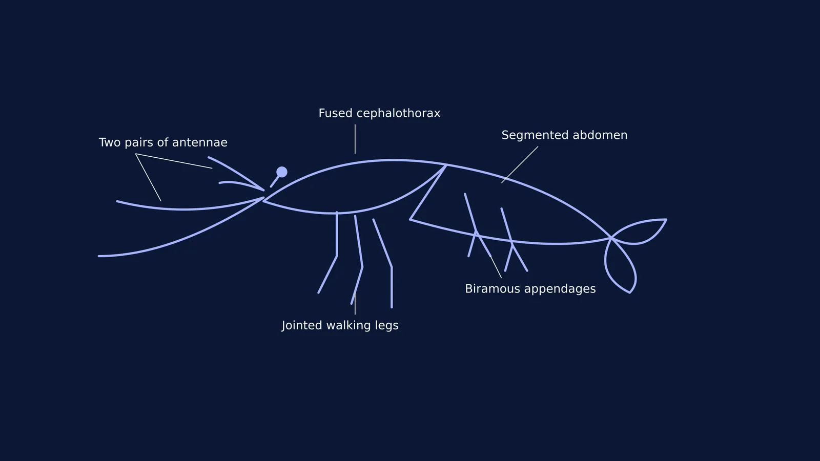 Diagram of a prawn highlighting its crustacean features like two pairs of antennae