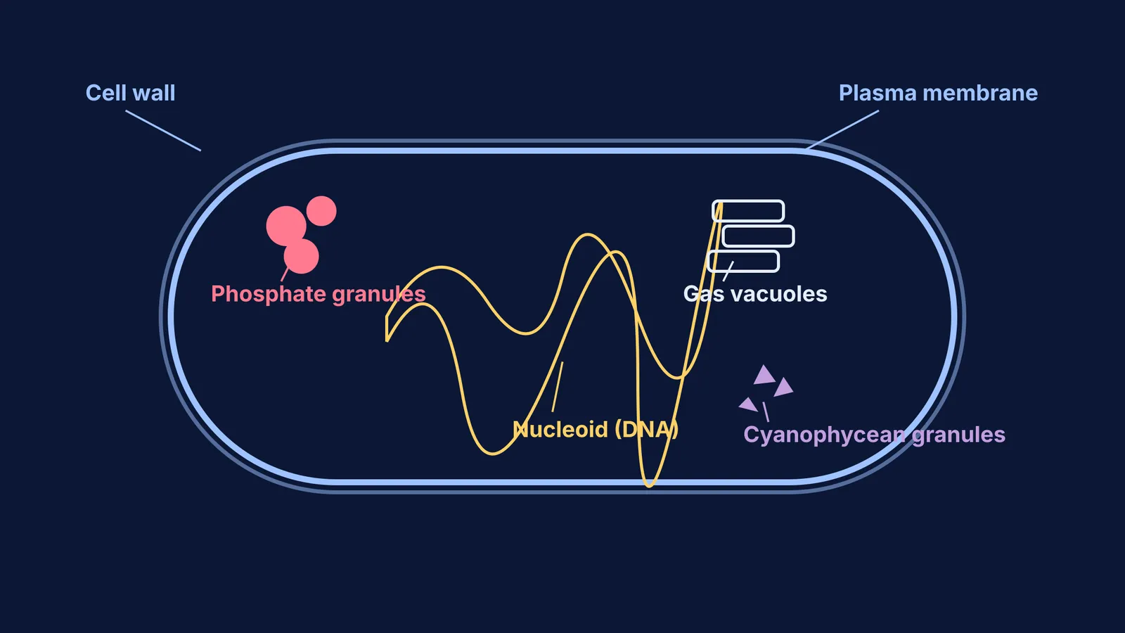Diagram of a prokaryotic cell showing membrane-less inclusion bodies in the cytoplasm.