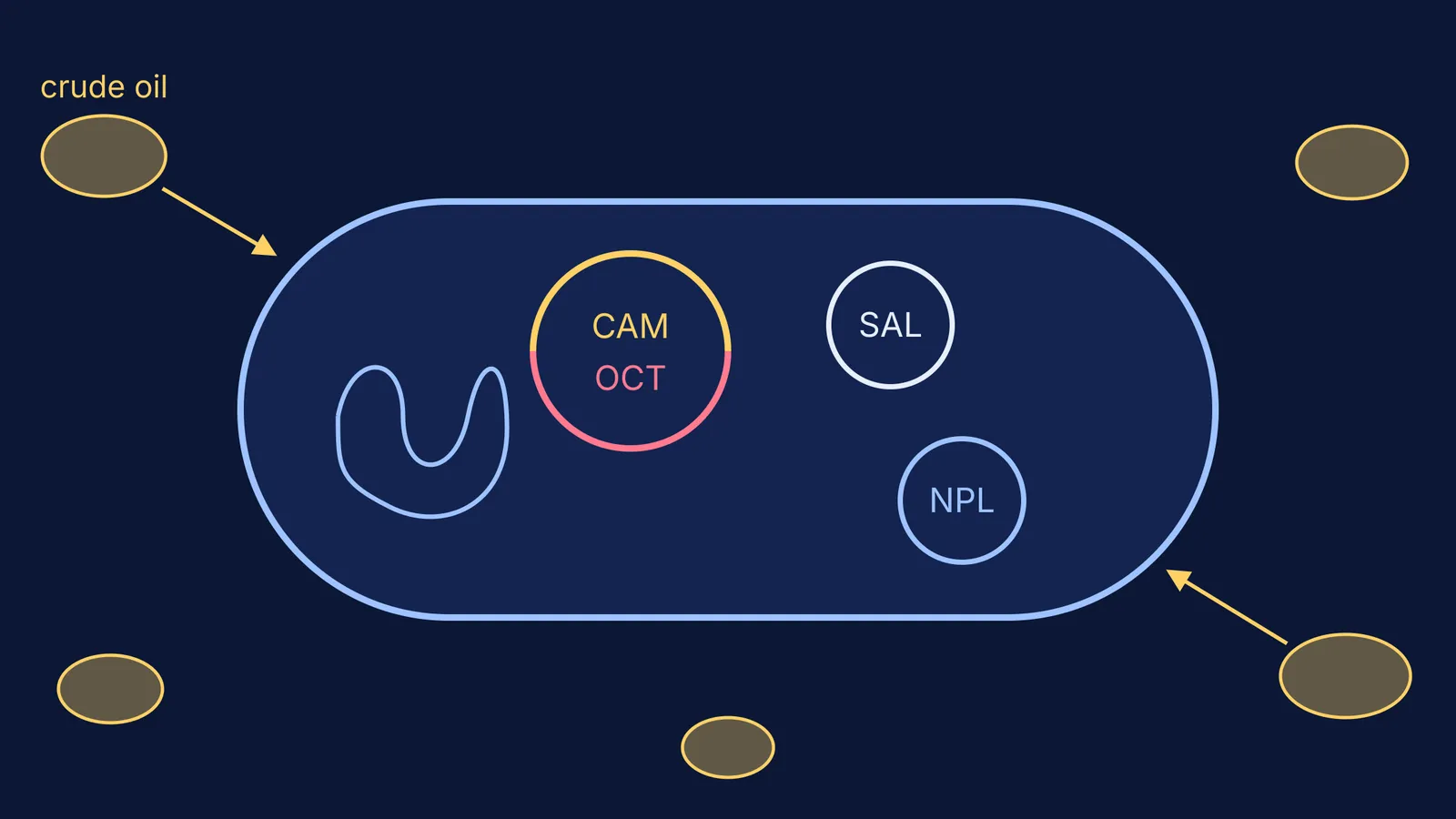 Diagram of a Pseudomonas cell carrying CAM-OCT, SAL and NPL plasmids beside oil droplets