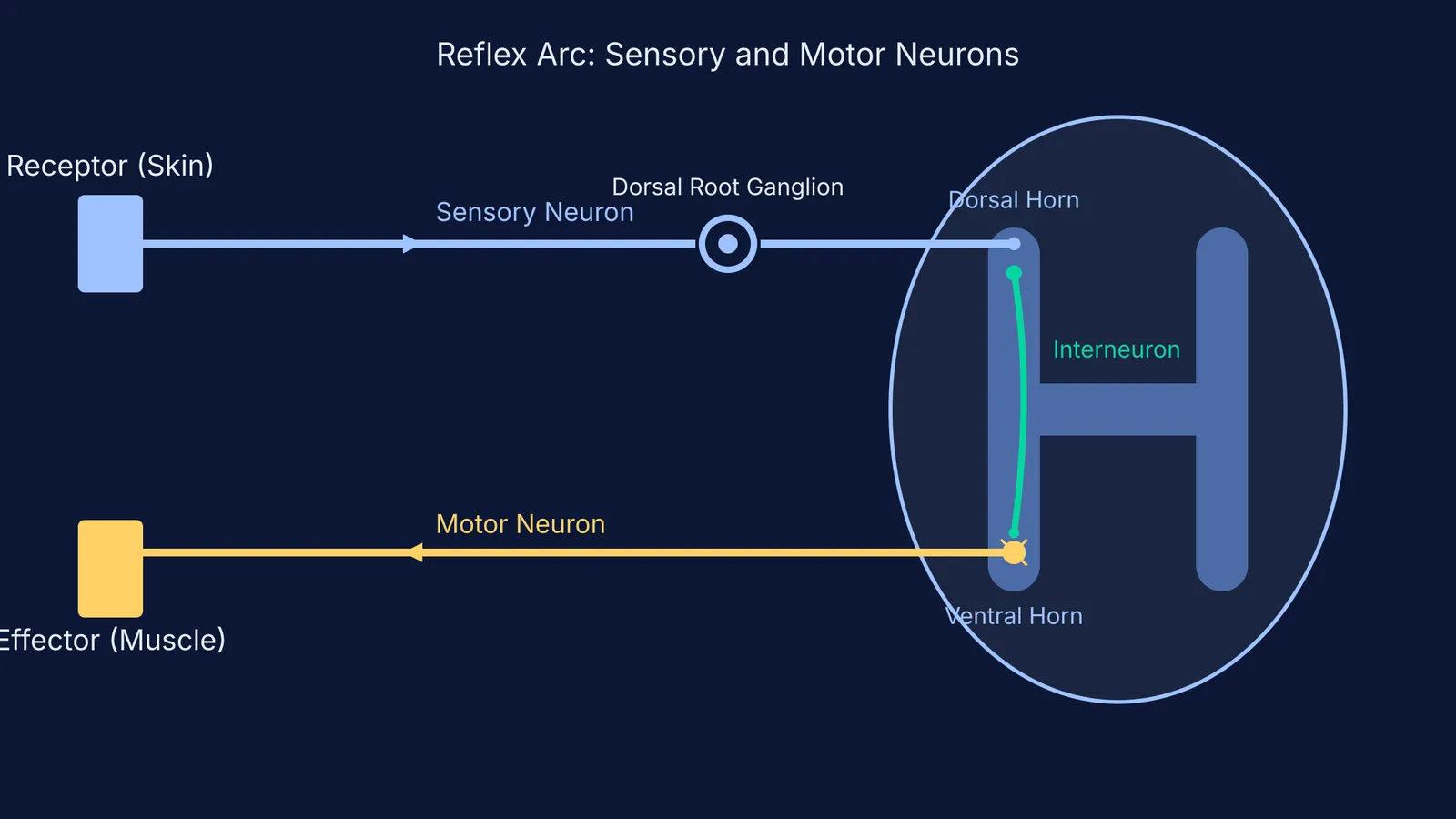 Diagram of a reflex arc showing sensory, interneuron, and motor neuron pathways