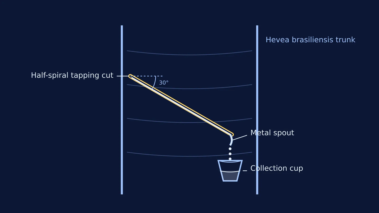 Diagram of a rubber tree trunk with a 30-degree downward tapping cut and collection cup
