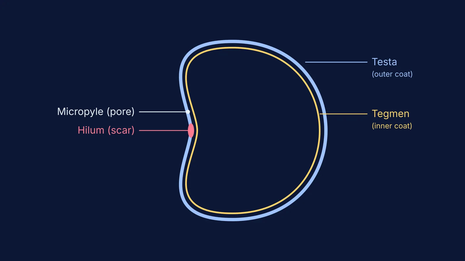 Diagram of a seed showing testa, tegmen, hilum, and micropyle
