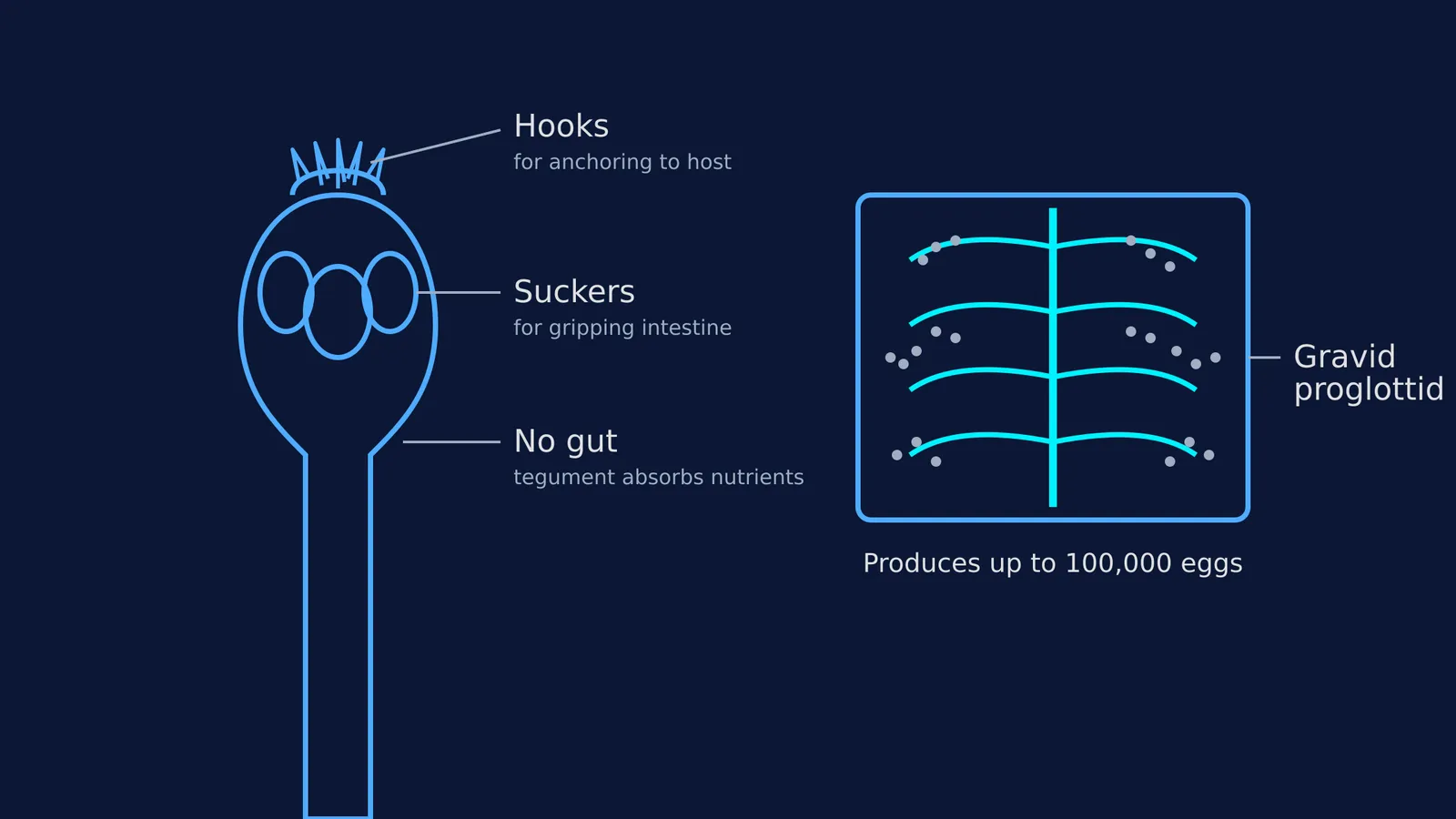 Diagram of a tapeworm scolex showing hooks and suckers, and a gravid proglottid with eggs