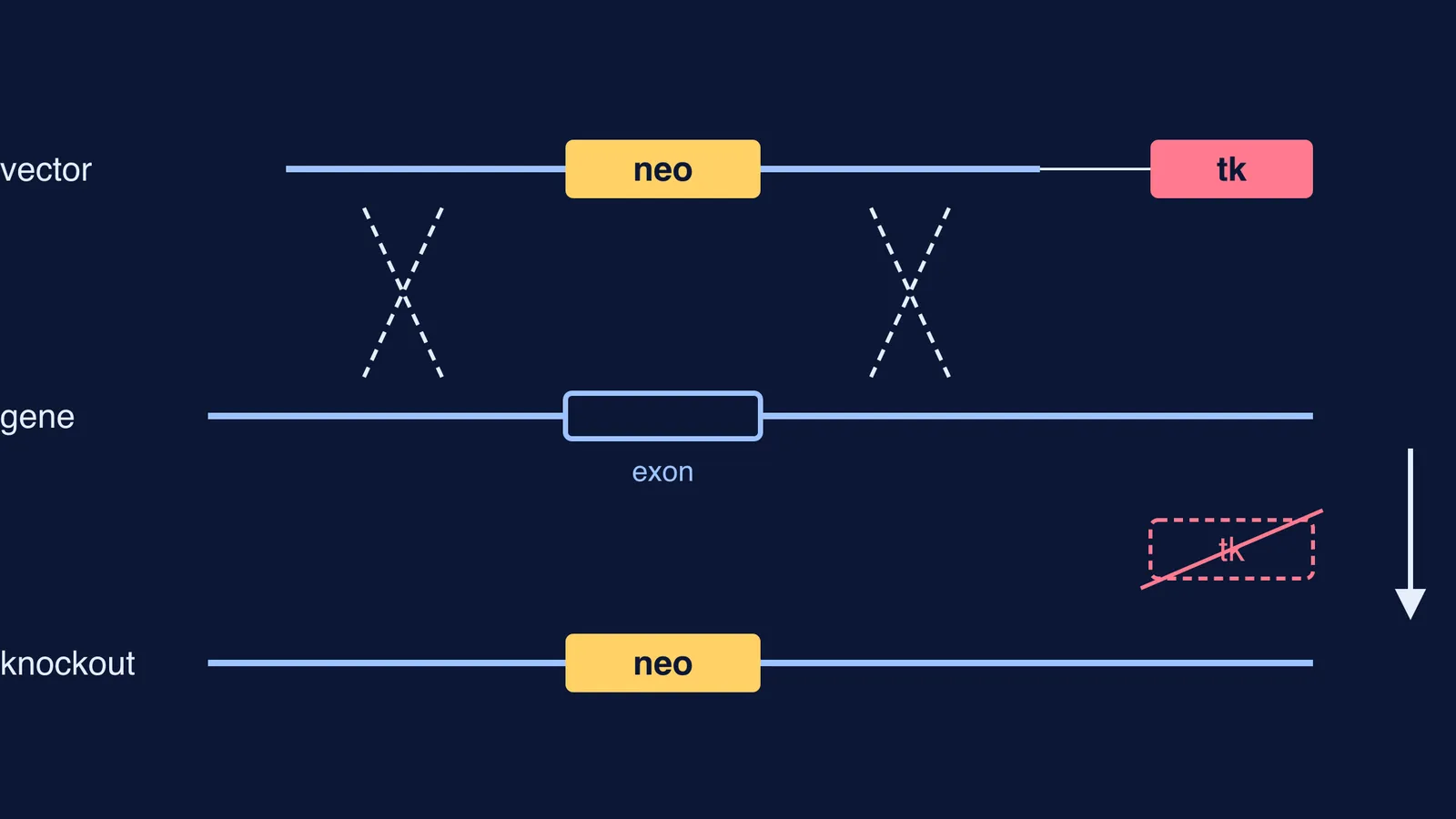 Diagram of a targeting vector swapping a marker gene into a mouse gene