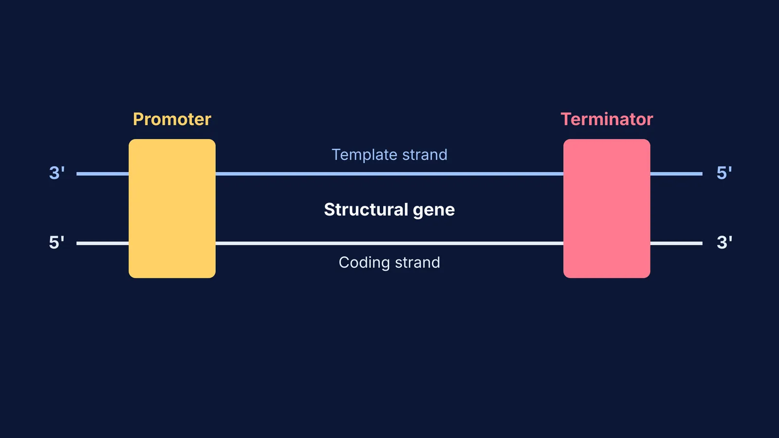 Diagram of a transcription unit showing promoter and terminator on DNA strands