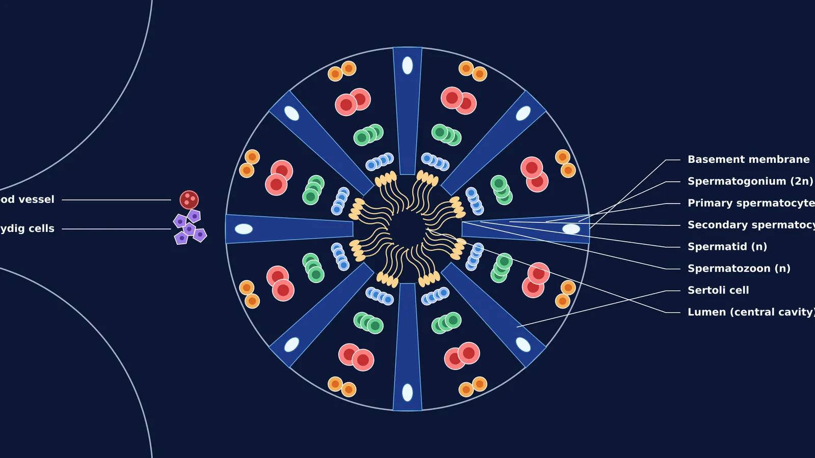 Diagram of a transverse section of a seminiferous tubule showing cell layers