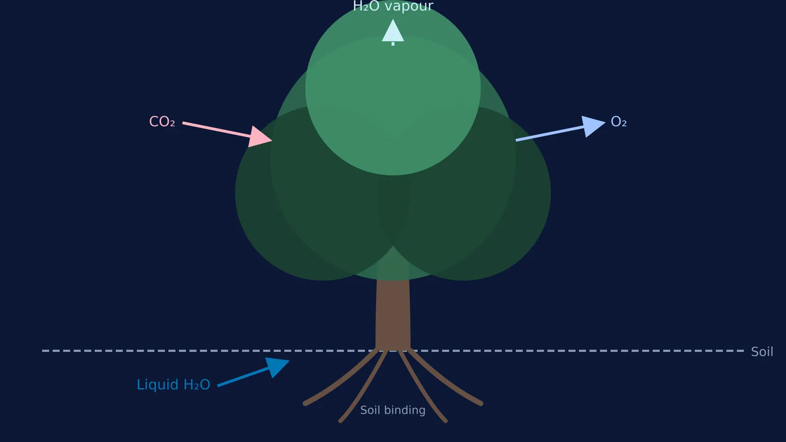 Diagram of a tree showing ecosystem services like carbon storage and water regulation.