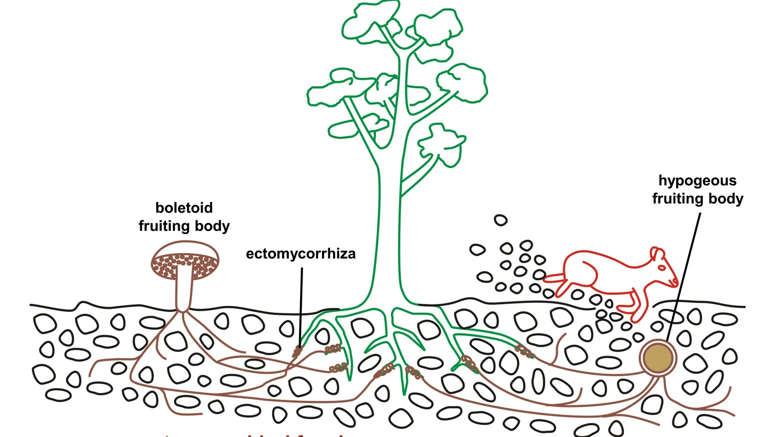 Diagram of a tree whose roots link to soil fungi through ectomycorrhizae