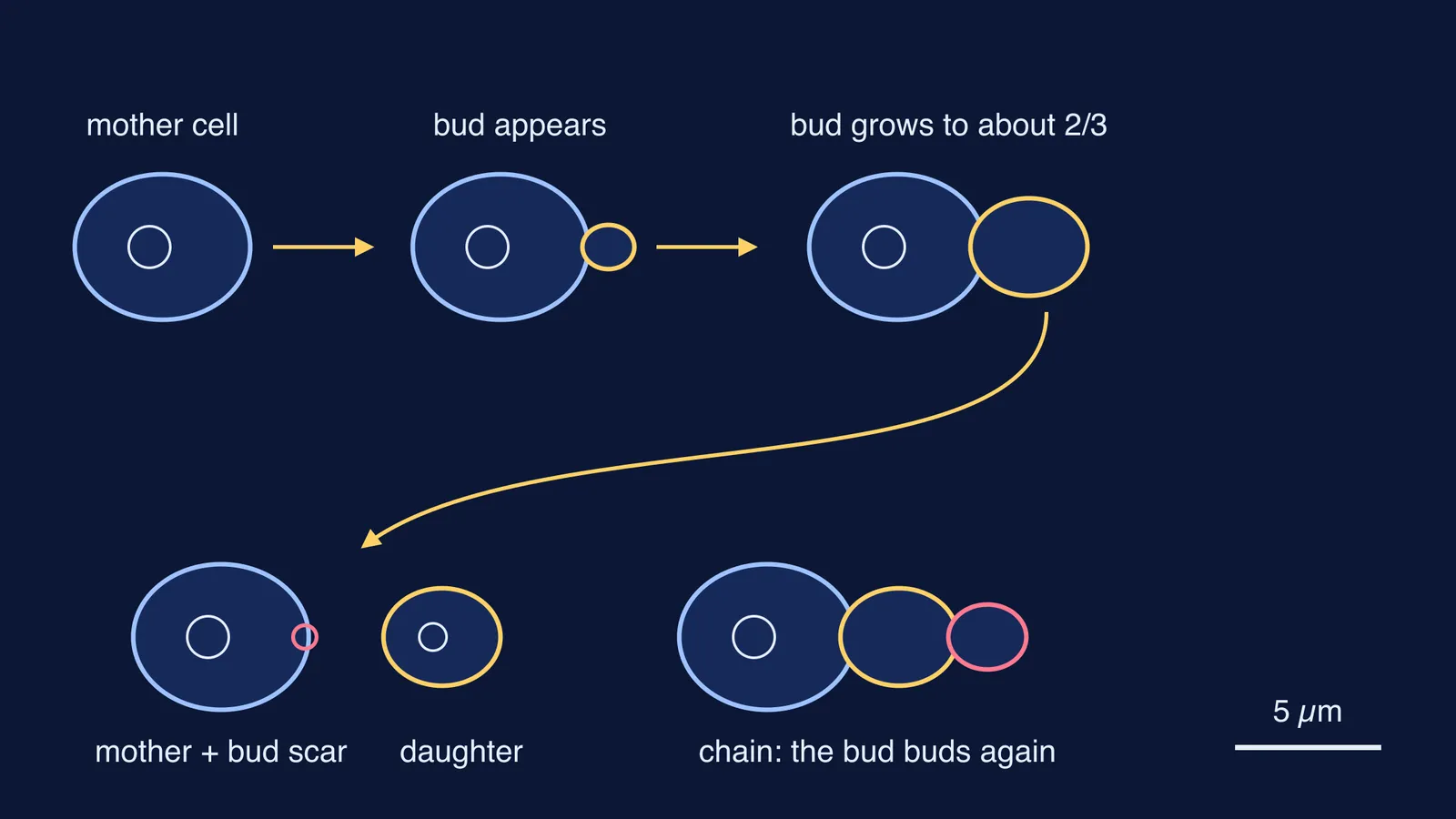 Diagram of a yeast cell budding, separating and forming a short chain