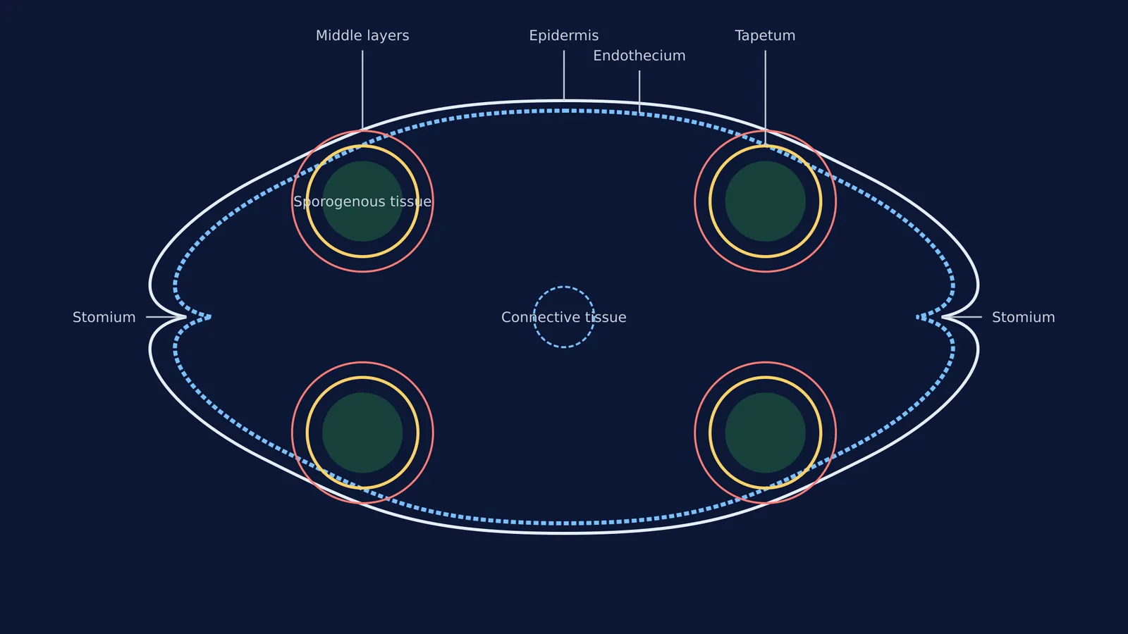 Diagram of a young anther's transverse section showing its microsporangia and wall layers.