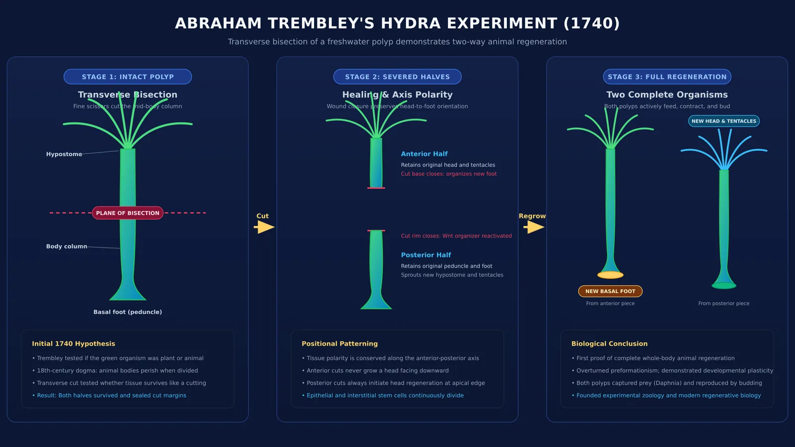 Diagram of Abraham Trembley's 1740 hydra bisection and complete two-way regeneration