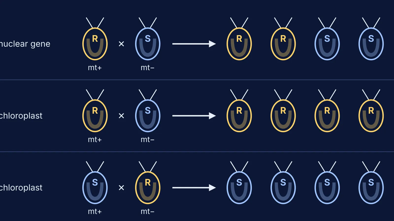 Diagram of algae crosses comparing nuclear and chloroplast inheritance of streptomycin resistance