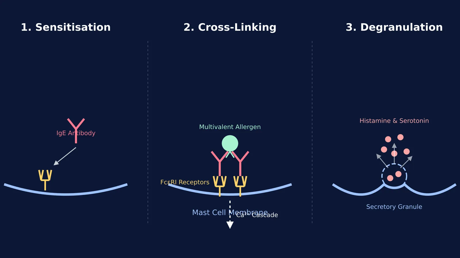 Diagram of allergic sensitisation, IgE cross-linking, and mast cell degranulation releasing histamine and serotonin