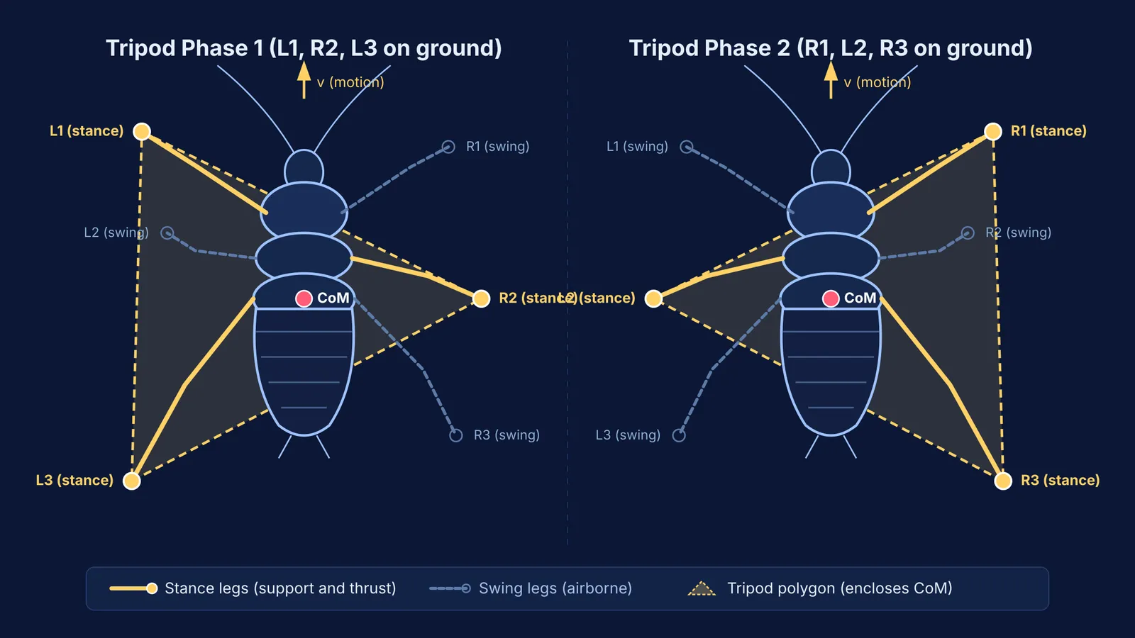 Diagram of alternating tripod gait in cockroach locomotion showing support triangles