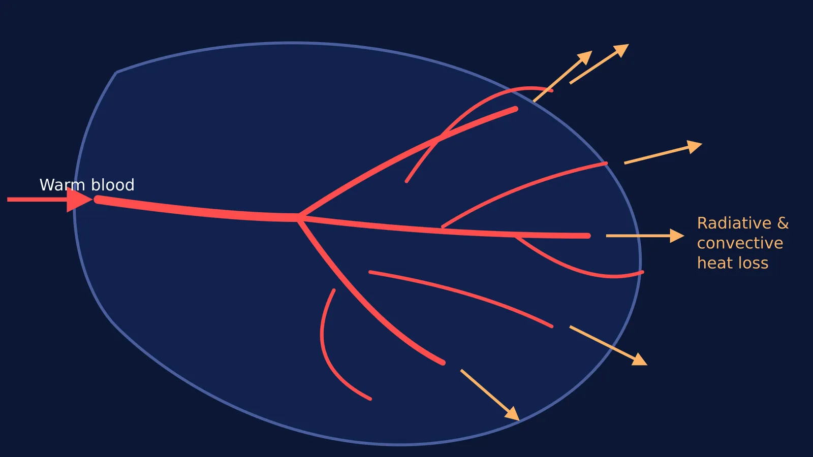 Diagram of an elephant's ear showing blood vessels radiating heat to cool the animal.