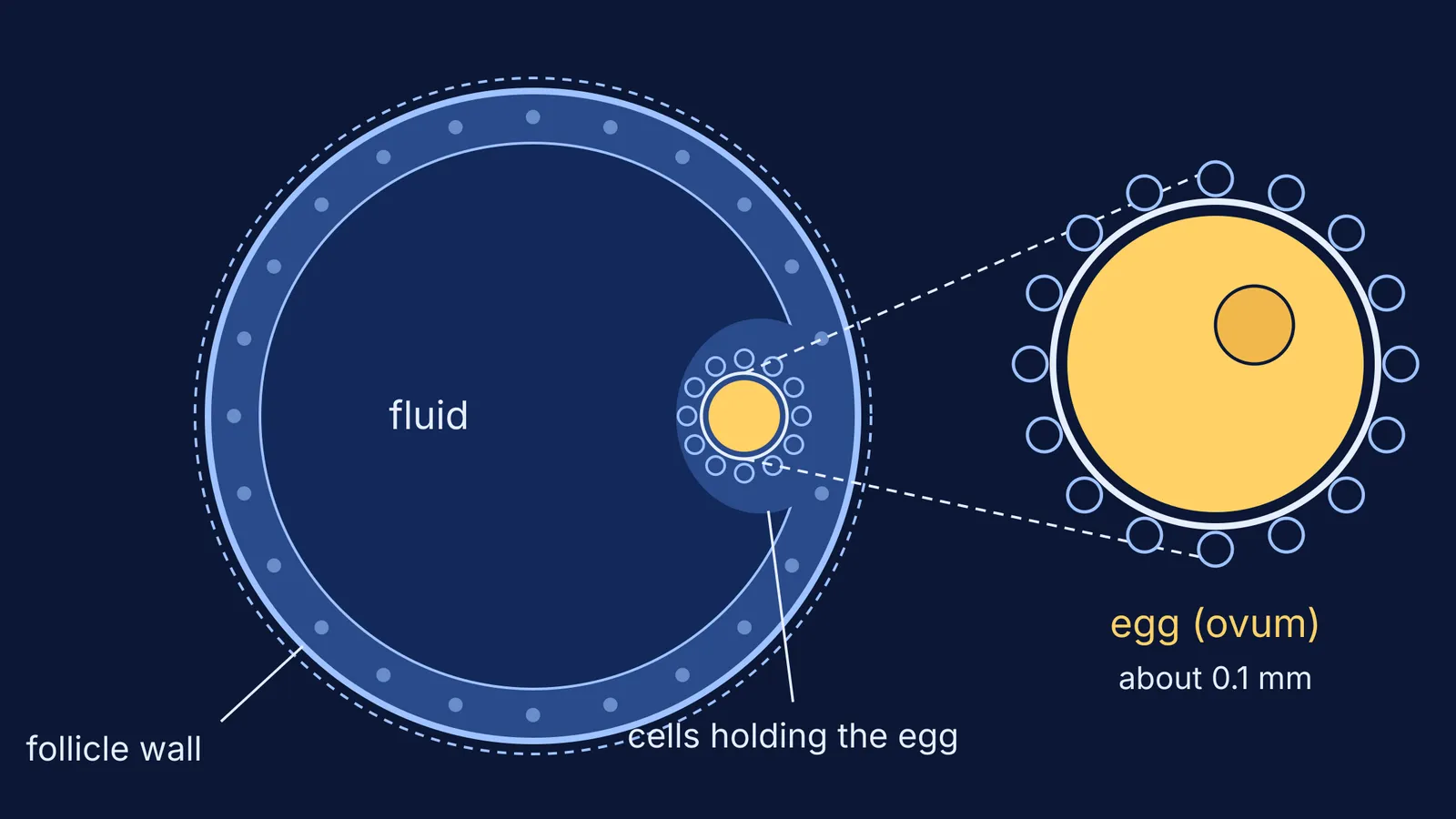 Diagram of an ovarian follicle with the egg held on its wall, magnified