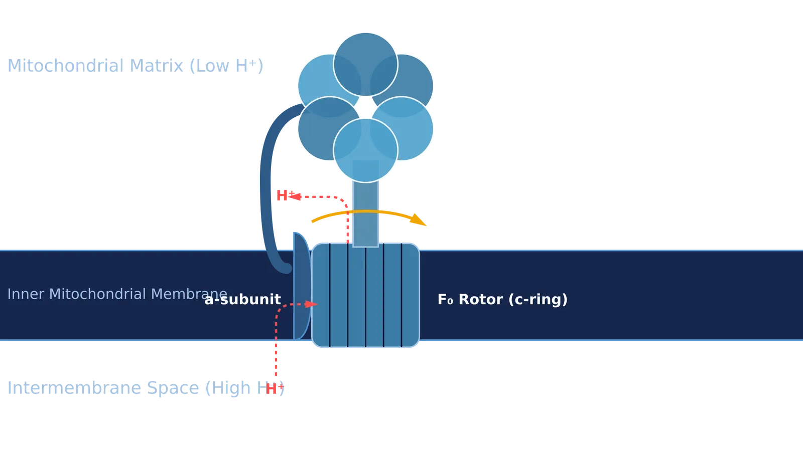 Diagram of ATP synthase showing F0 rotor and F1 headpiece
