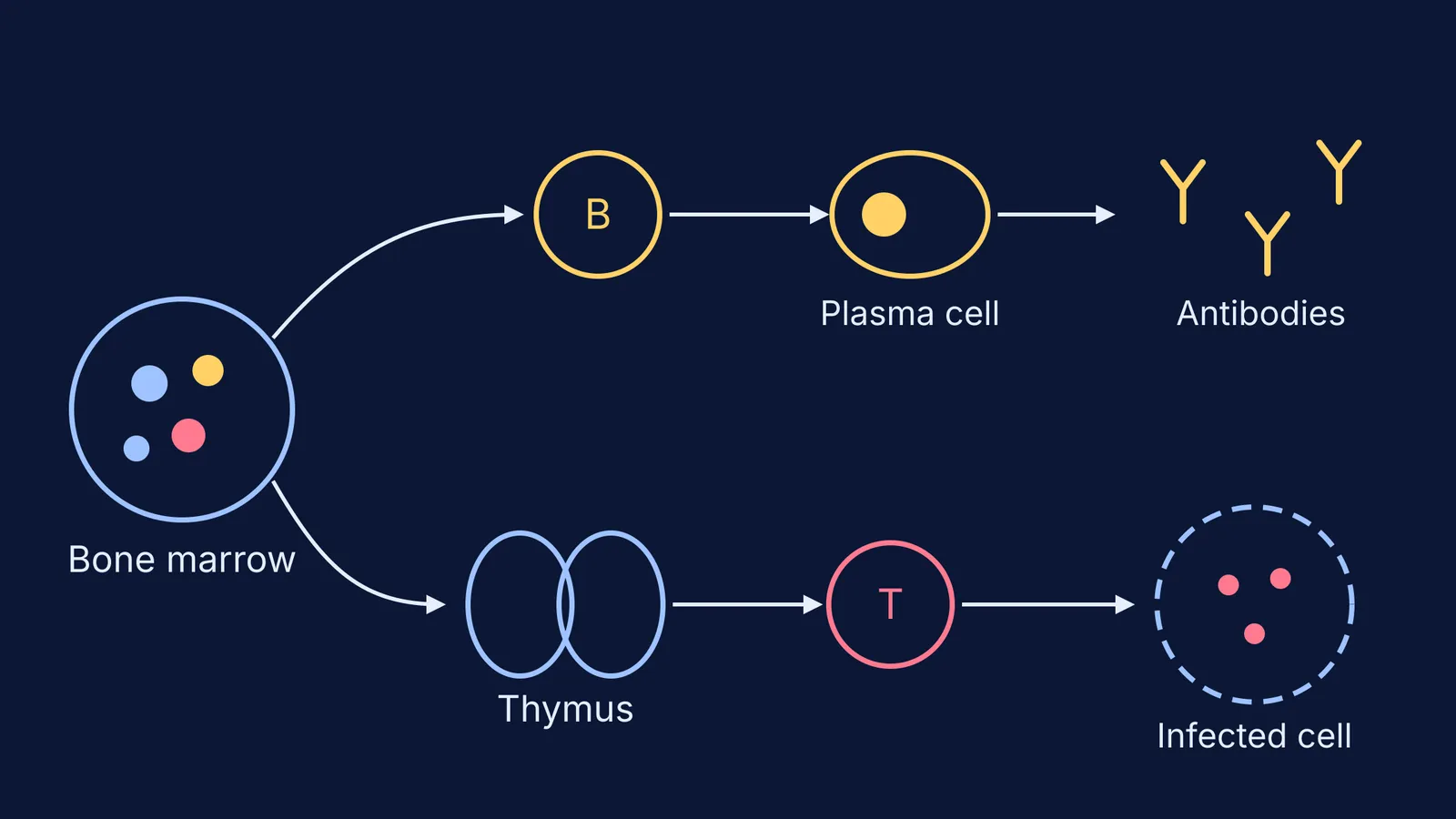 Diagram of B cells maturing in bone marrow and T cells in the thymus