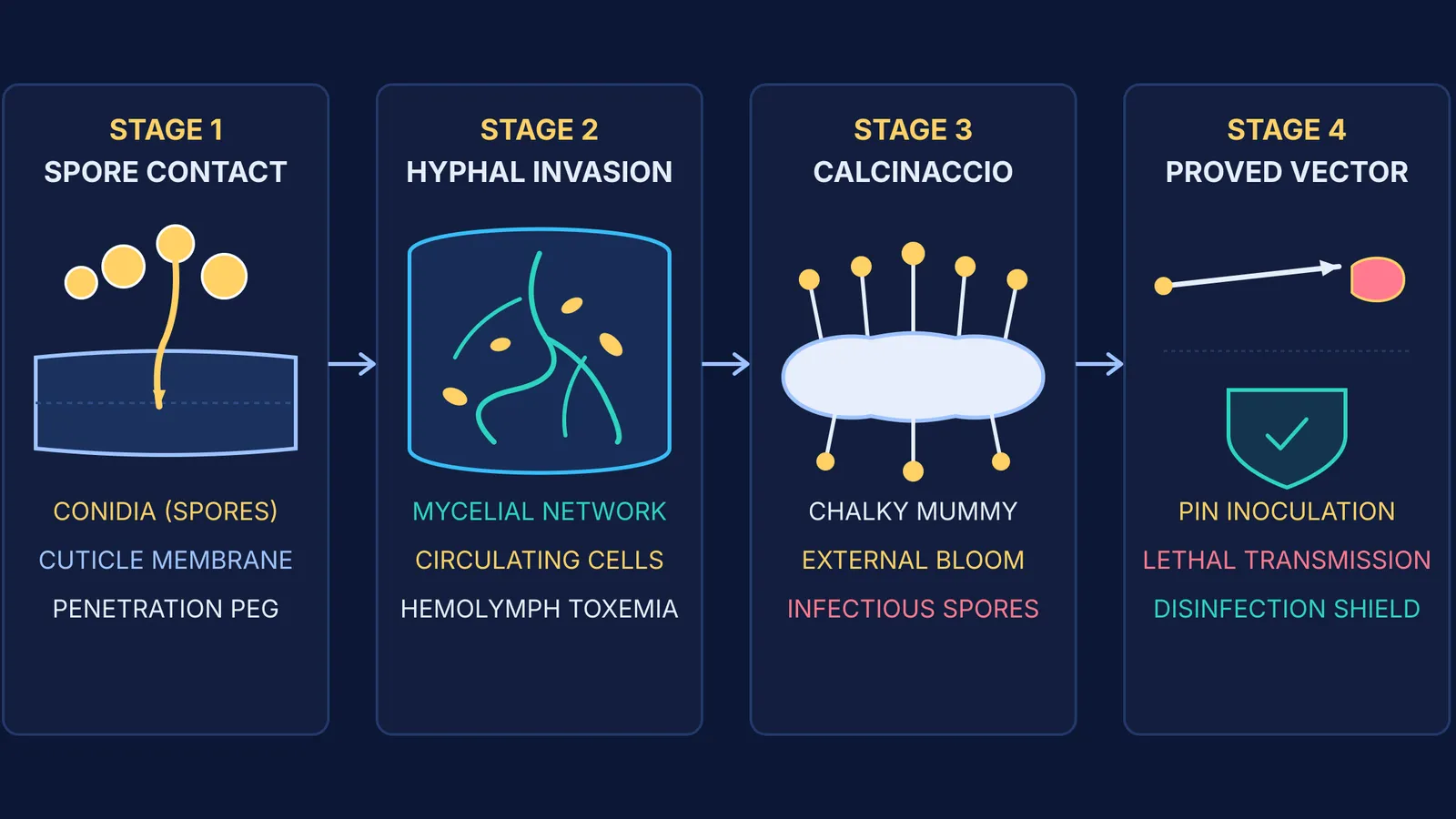 Diagram of Beauveria bassiana infection cycle in silkworms and Bassi's inoculation test