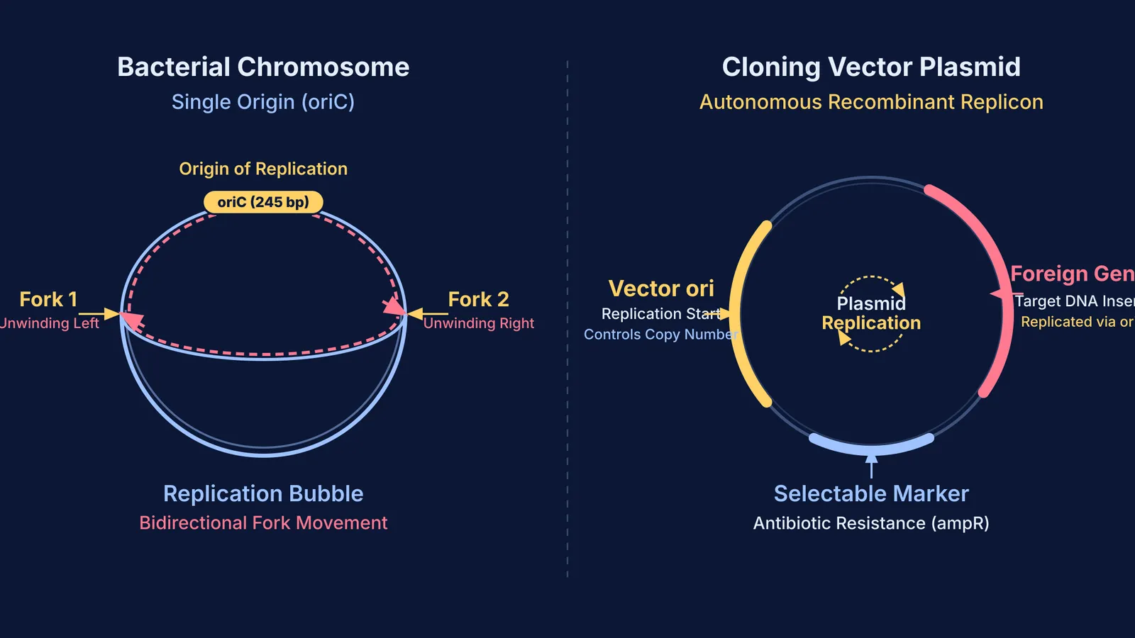 Diagram of bidirectional chromosome replication at bacterial oriC and plasmid cloning vector replication