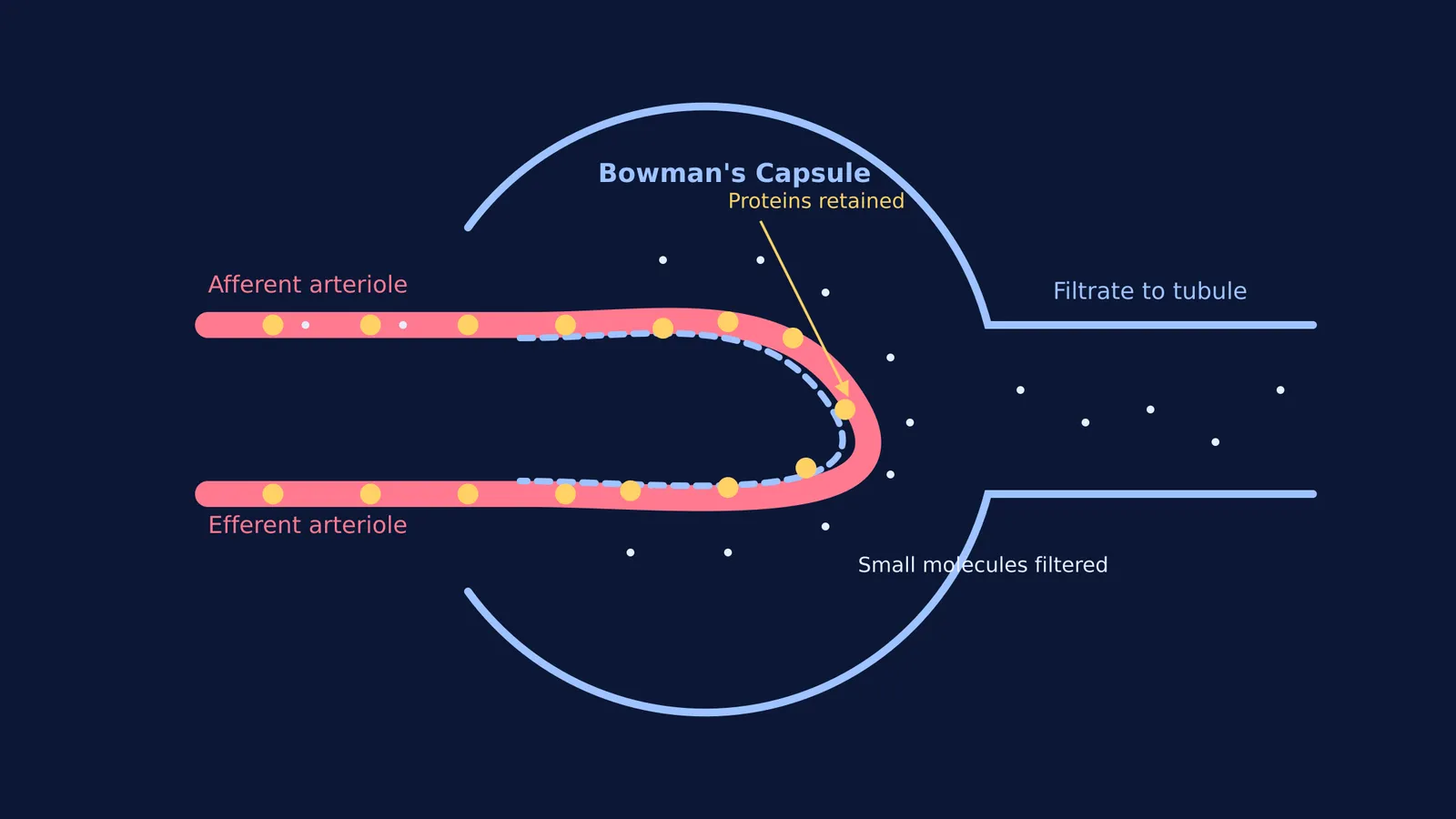 Diagram of blood filtration in Bowman's capsule showing retained proteins.