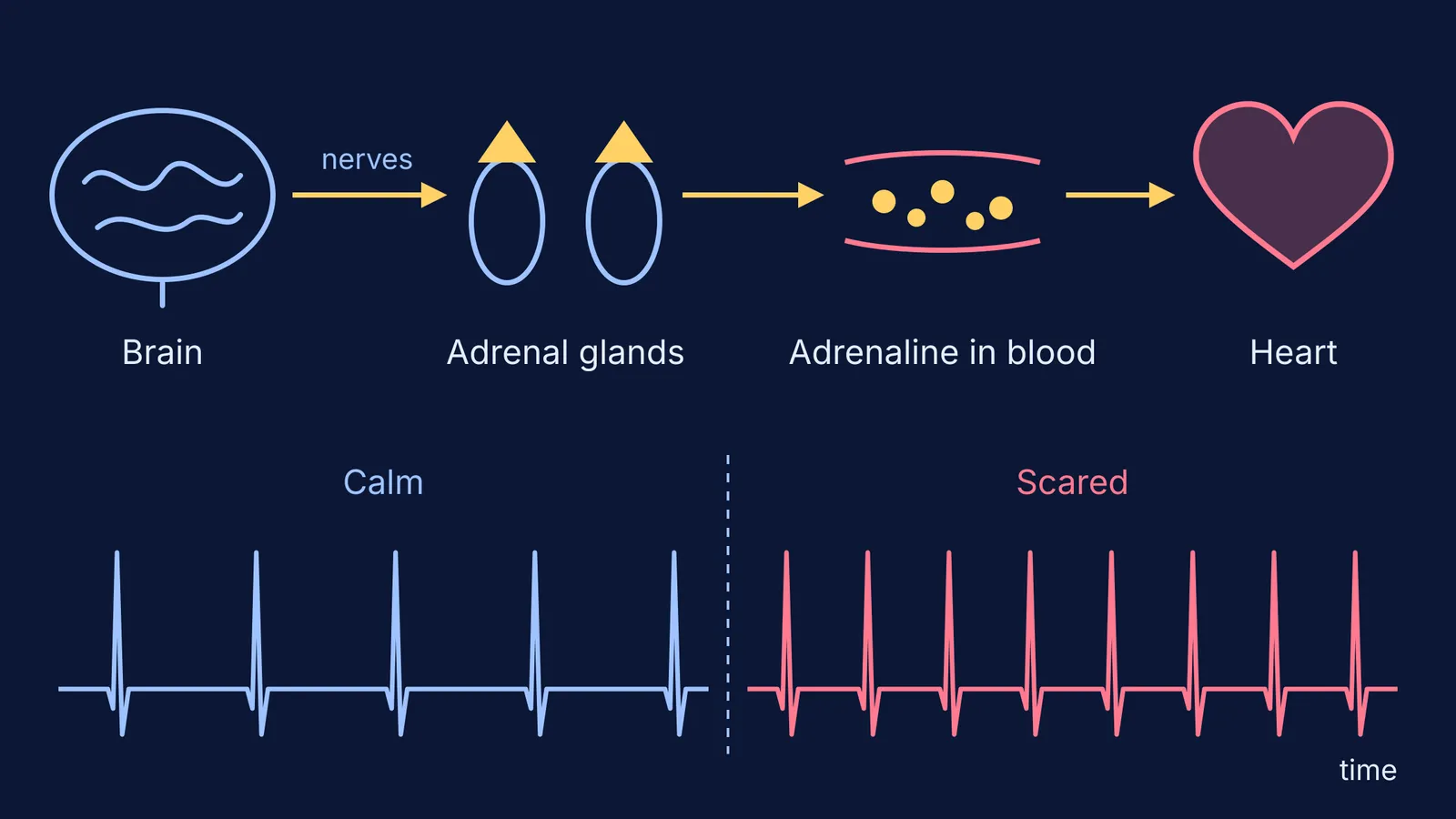 Diagram of brain, adrenal glands, adrenaline and heart, with calm and fast heartbeat traces