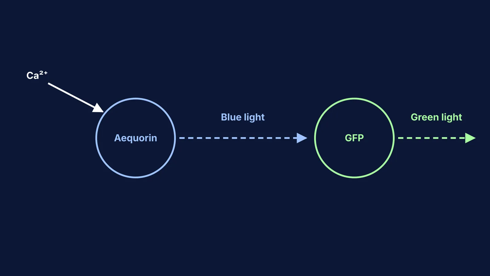Diagram of calcium triggering aequorin to emit blue light, which GFP converts to green light.
