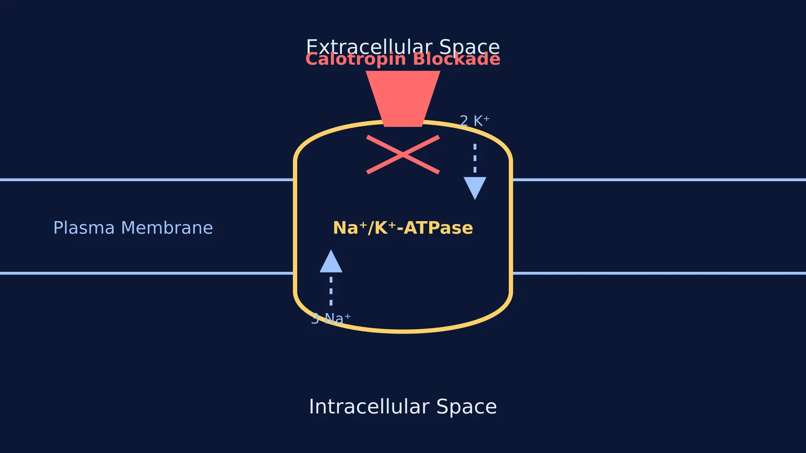 Diagram of Calotropin inhibiting the Na+/K+-ATPase pump