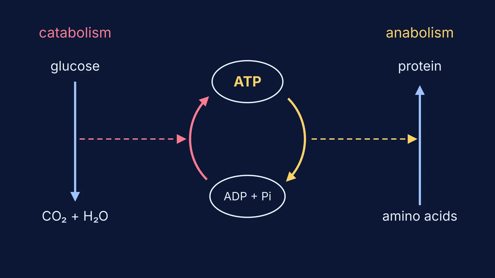 Diagram of catabolism making ATP and anabolism spending it to build protein