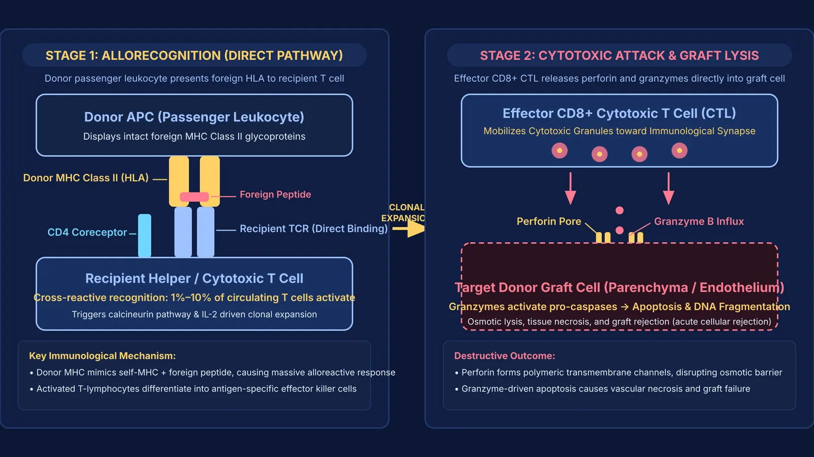 Diagram of cell-mediated graft rejection showing T-cell allorecognition and target cell destruction