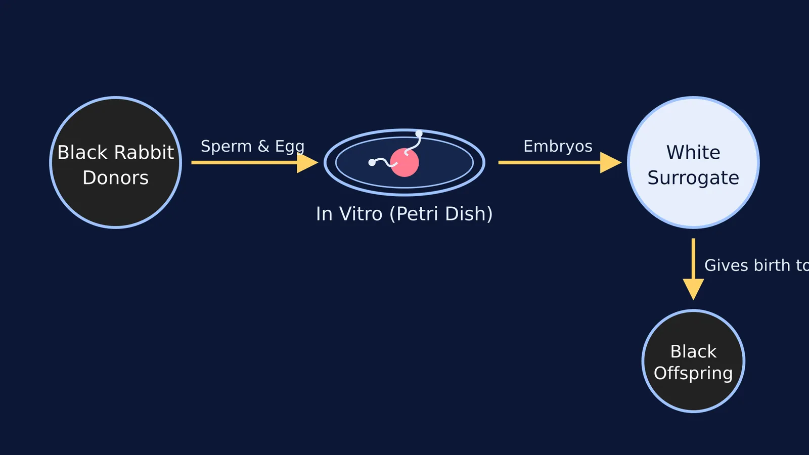 Diagram of Chang's 1959 rabbit IVF experiment showing genetic inheritance.