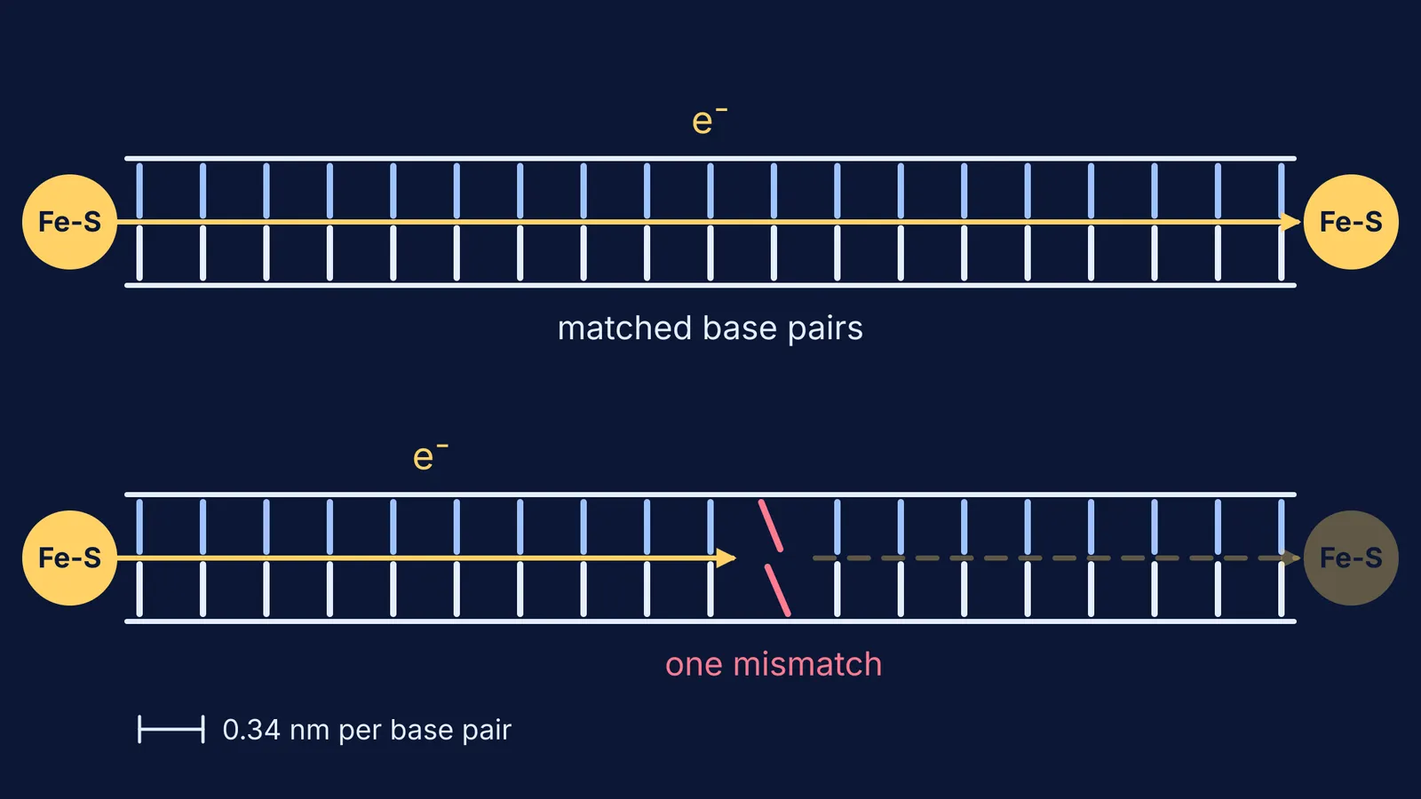 Diagram of charge passing along matched DNA and weakening at a mismatch