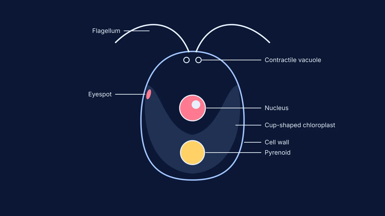 Diagram of Chlamydomonas structure showing flagellum, contractile vacuole, eyespot, nucleus, cup-shaped chloroplast, cell wall, and pyrenoid